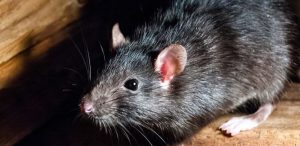 Cara Menghilangkan Bau Bangkai Tikus
